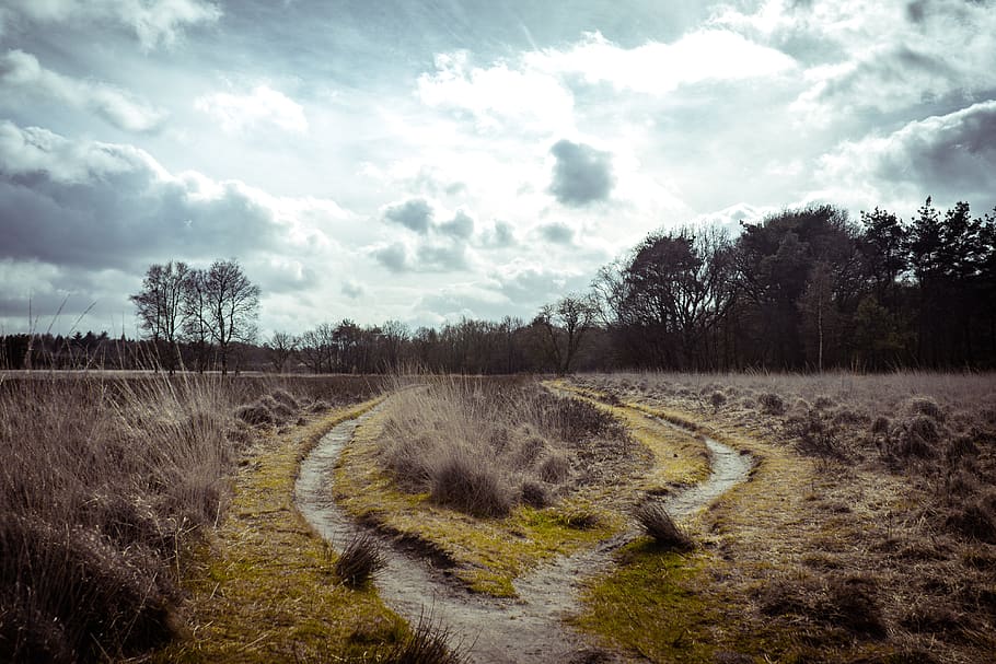 nature, landscape, green, forest, clouds, outdoor, cloud - sky HD wallpaper