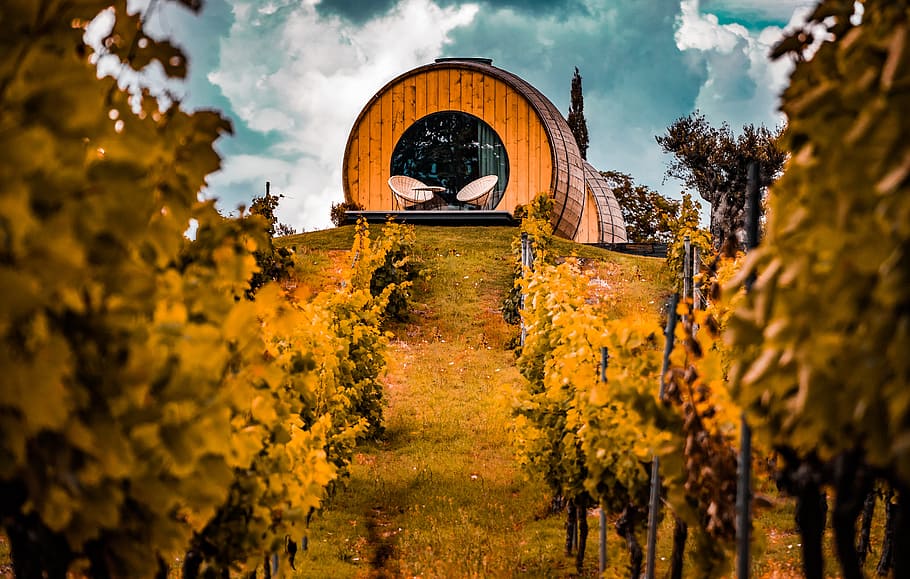 pathway towards barrel house, vineyard, field, grape, wine, sky, HD wallpaper