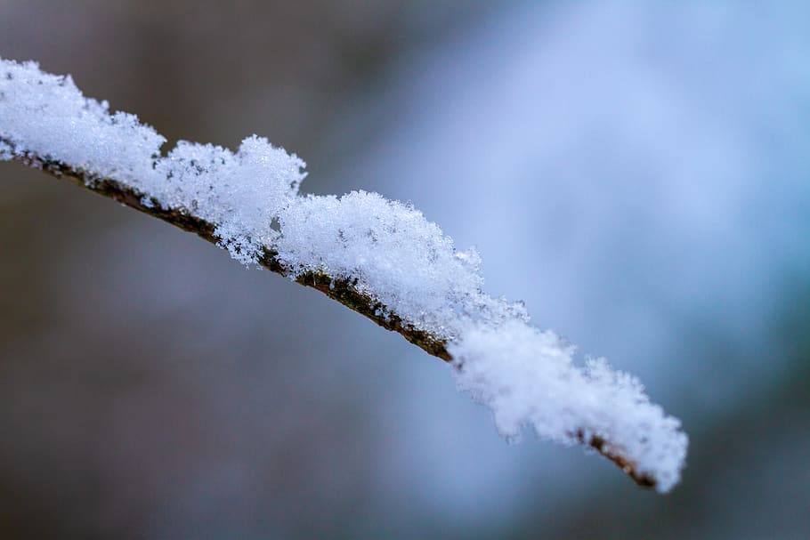 winter, branch, snow, cold, frost, wintry, forest, nature, cold temperature HD wallpaper