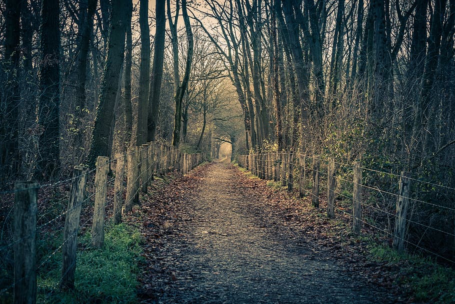 forest, path, rain, winter, green, fence, tree, direction, plant HD wallpaper