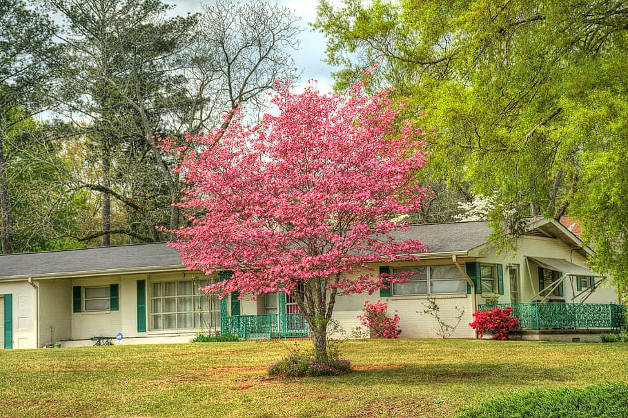 plant, tree, outdoors, nature, yard, grass, blossom, flower HD wallpaper