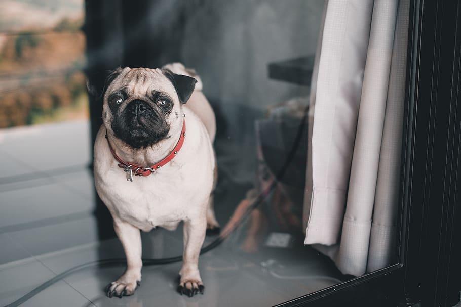 fawn pug standing on floor, dog, canine, one animal, animal themes HD wallpaper