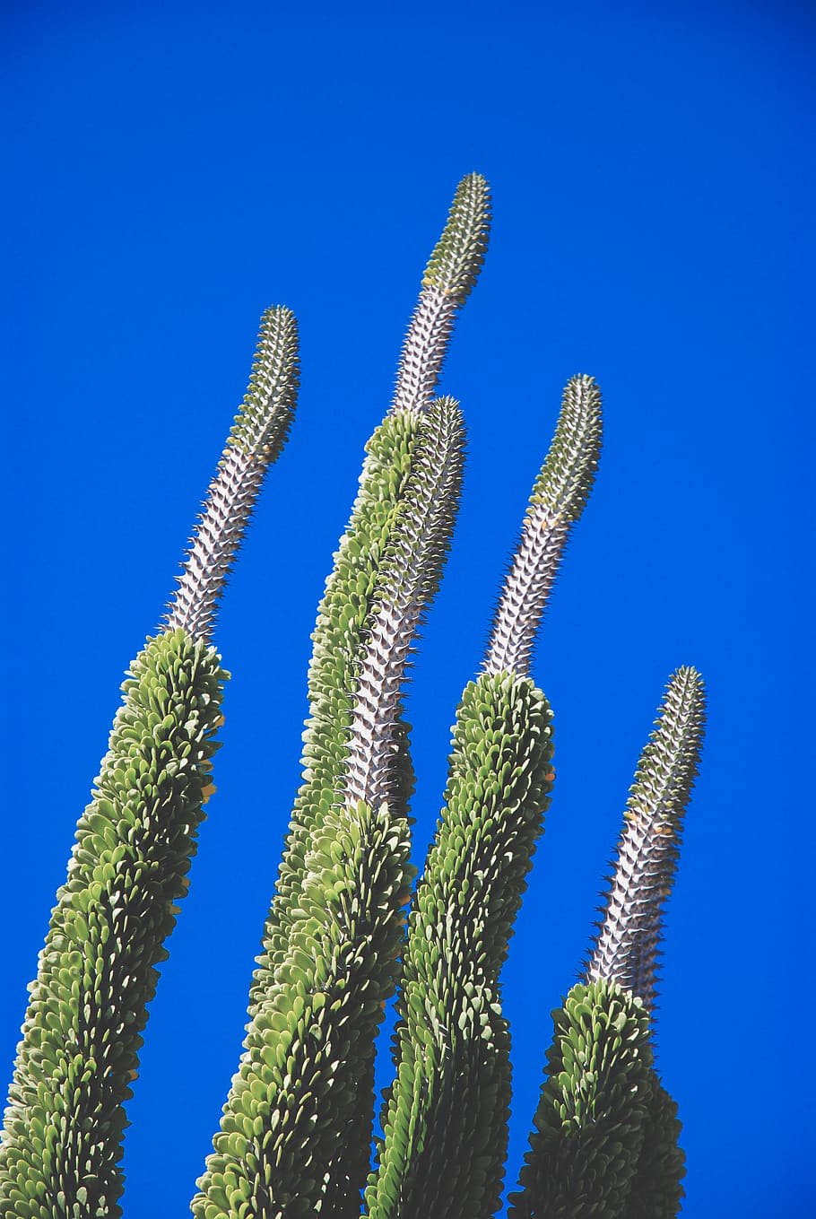 blue-sky-botanical-cacti-cactus-plant.jpg