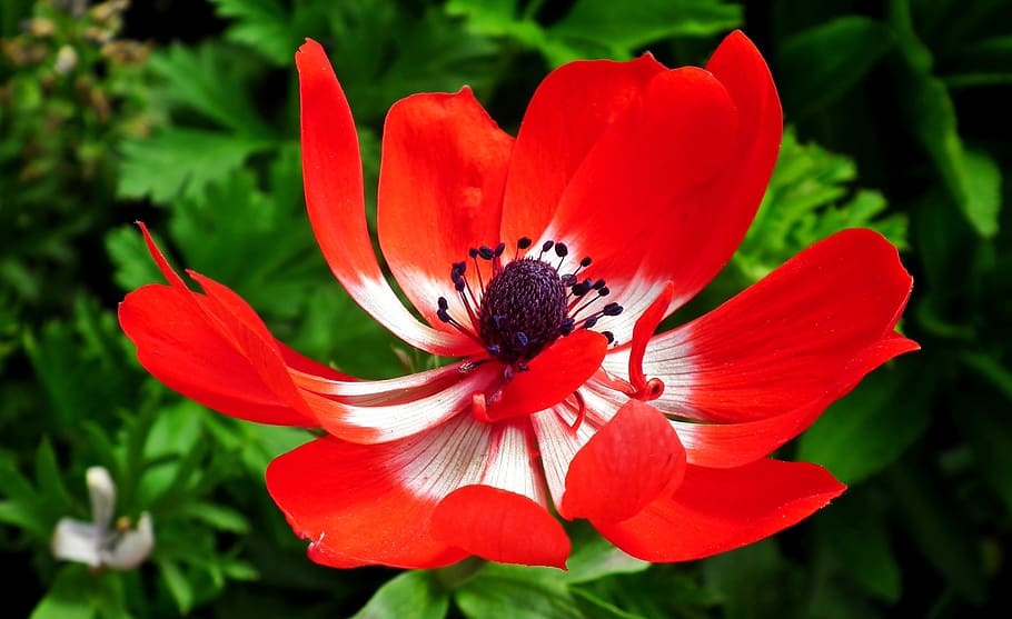 anemone, red, flower, summer, garden, macro, nature, blooming HD wallpaper