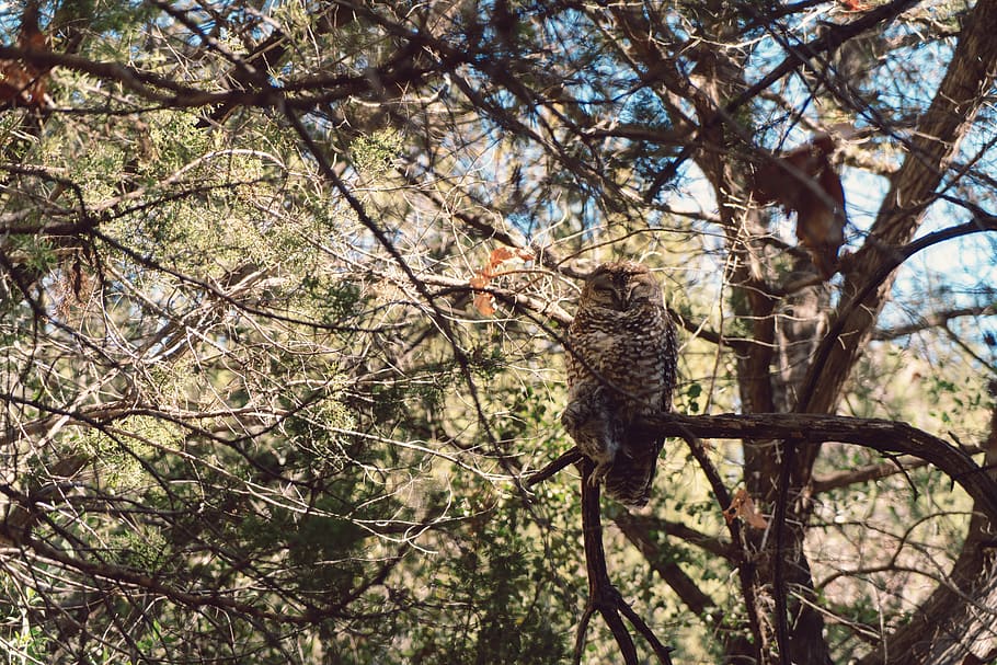 brown owl on tree branch during daytime, accipiter, animal, bird, HD wallpaper