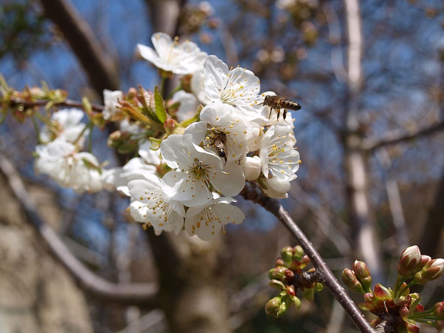 bee, bees, flowers, spring, bloom, blossom, blooming, tree blossom HD wallpaper
