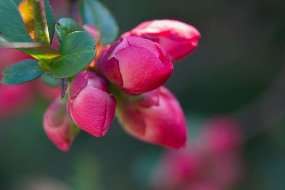 quince, spring, tree, pink, flowers, nature, flowering, branch HD wallpaper