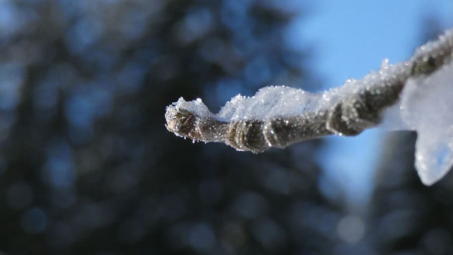macro, winter, ice, branch, tree, frost, close up, plant, snow HD wallpaper