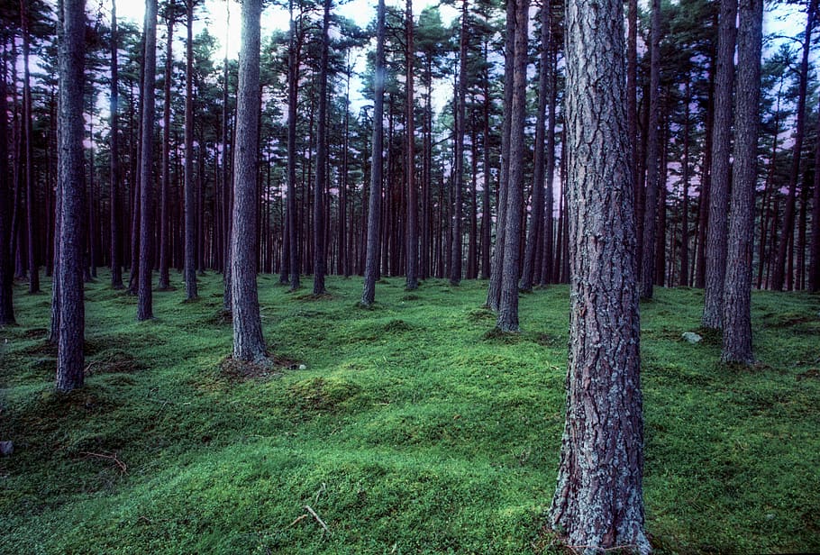 forest at daytime, tree, plant, vegetation, nature, woodland HD wallpaper
