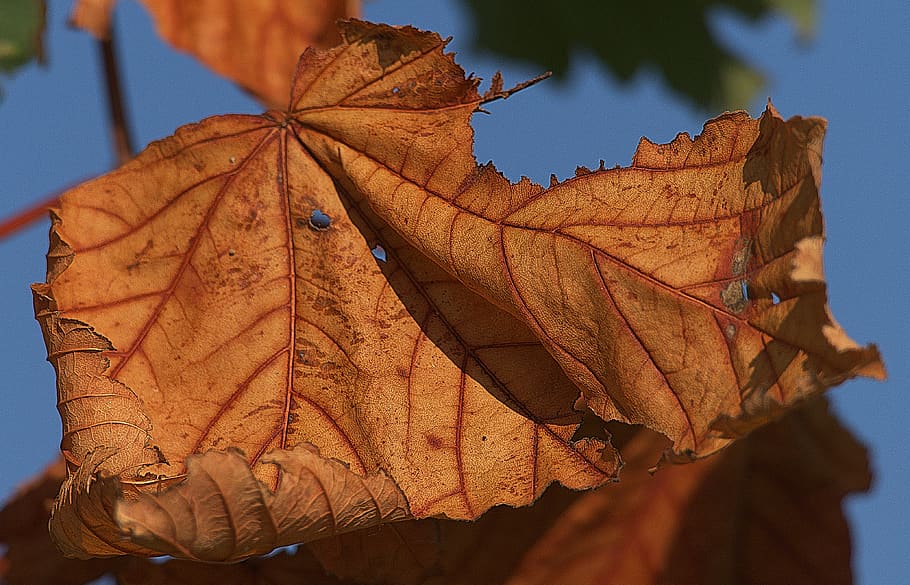 maple leaf, dry, leaf coloring, sunlight, illuminated, backlighting HD wallpaper