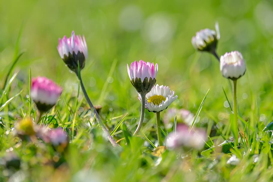 daisy, bellis, tausendschön, spring, meadow, flower, blossom HD wallpaper