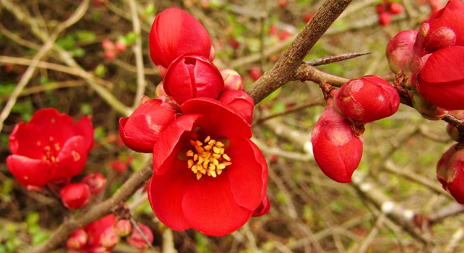 red, spring flower, bush, close up, flowers, blossom, bloom HD wallpaper
