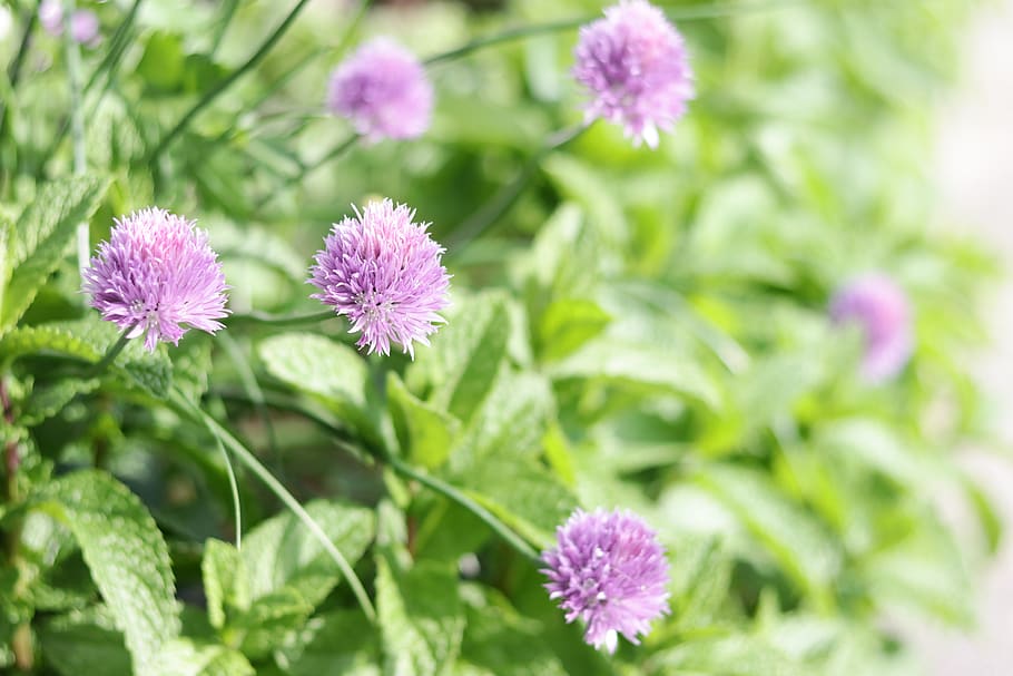 HD wallpaper: garlic, flowers, purple, multiple, many, flowering plant