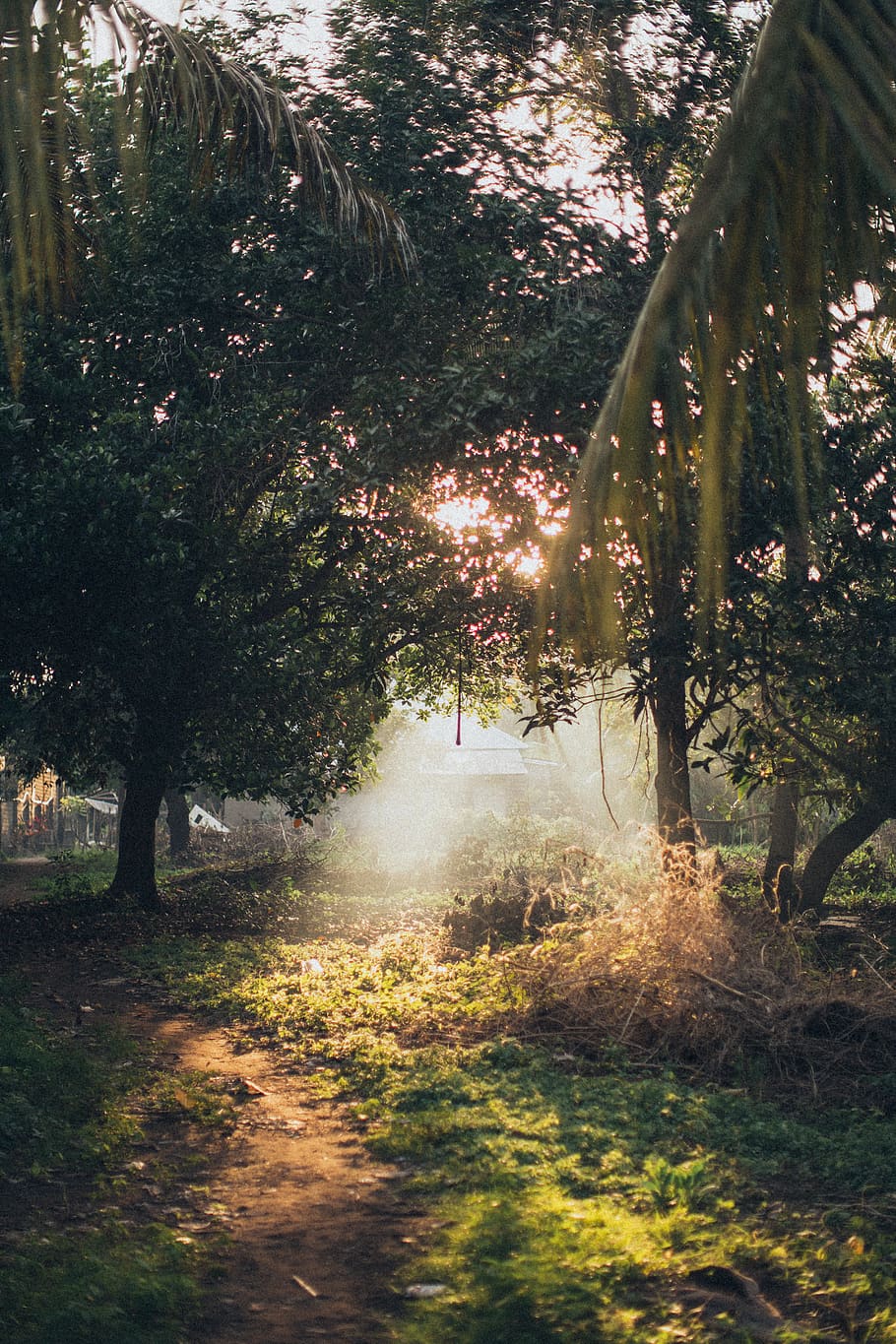Farm Road Surrounded by Trees, beautiful, dawn, environment, landscape HD wallpaper