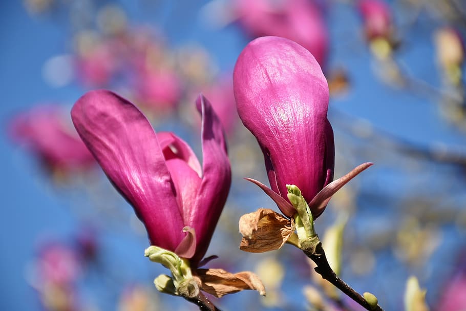 violet magnolia, plant, spring, blue sky, nature, outdoor, flower HD wallpaper