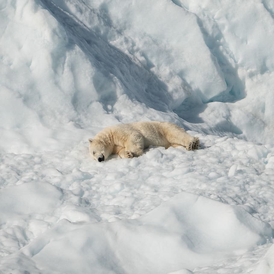polar bear lying on snow, one animal, cold temperature, mammal HD wallpaper