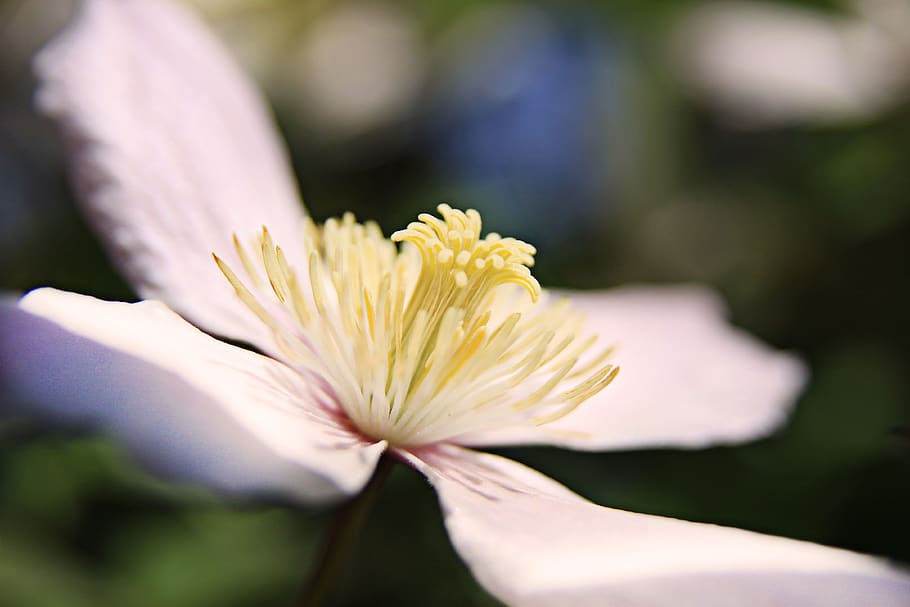 White and Yellow Flower Bud, bloom, blossom, blur, color, colours HD wallpaper