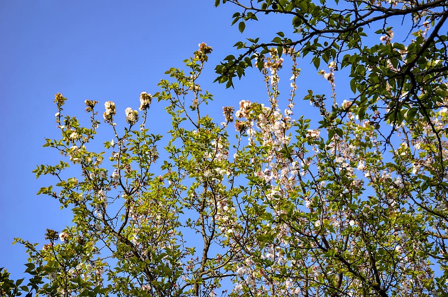 apple trees, blue sky, spring, nature, bloom, flowers, branch HD wallpaper