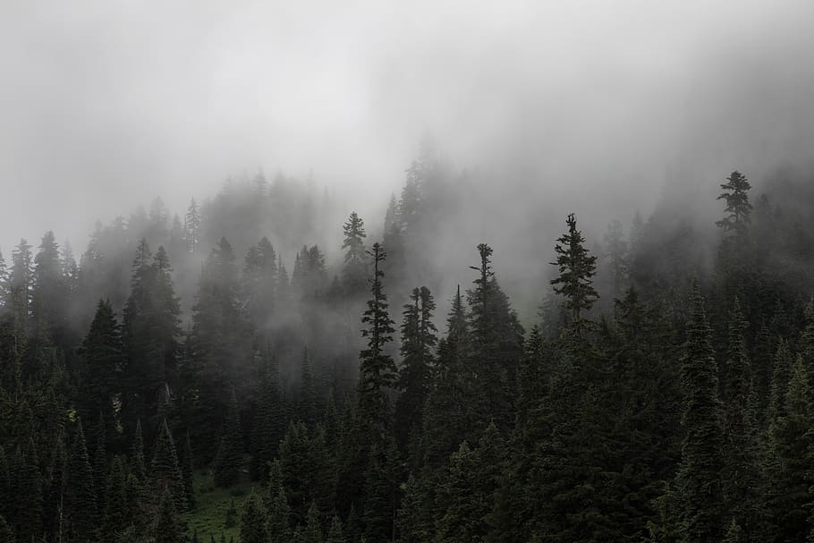 pine, tree, forest, plants, nature, fog, cold, weather, tranquil scene HD wallpaper