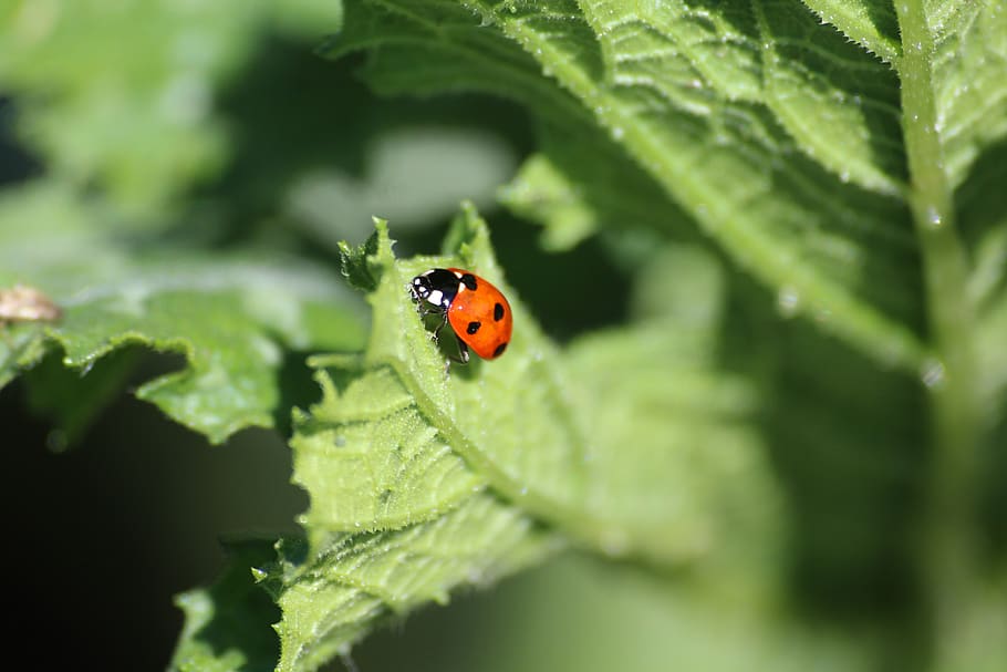 nature, ladybug, summer, environment, spring, plant, invertebrate HD wallpaper