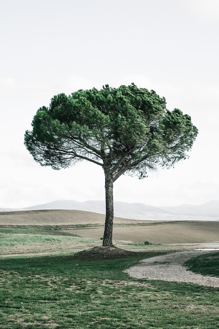 green-leafed tree, plant, land, environment, beauty in nature HD wallpaper