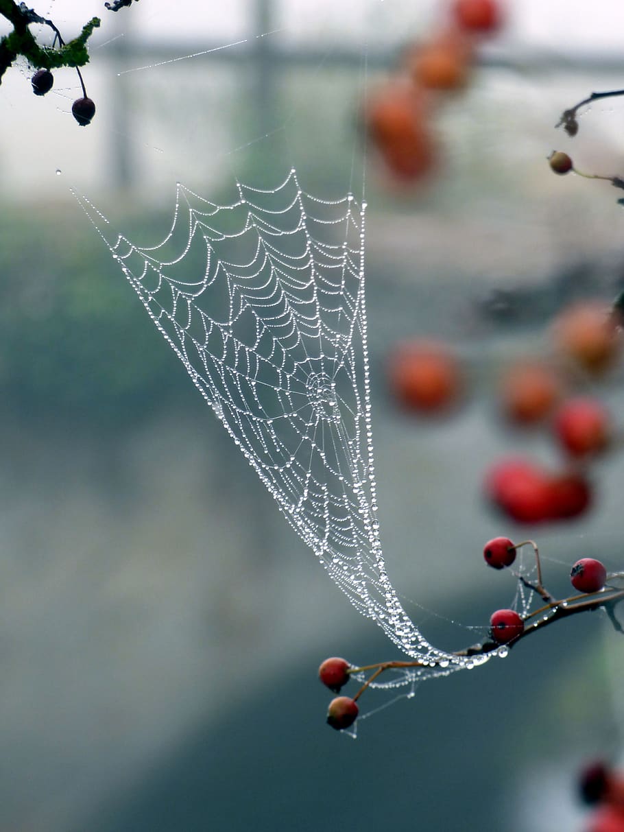 canvas, spider, beads, dew, nature, autumn, morning, wet, trap HD wallpaper