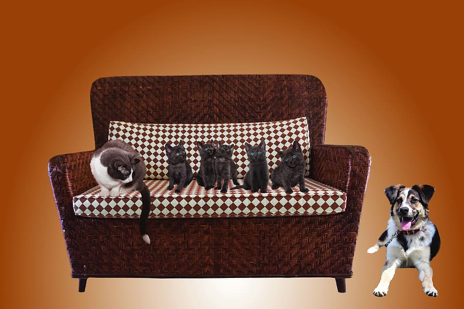 cat, sofa, dog, animals, pets, couch, furniture, domestic cat HD wallpaper