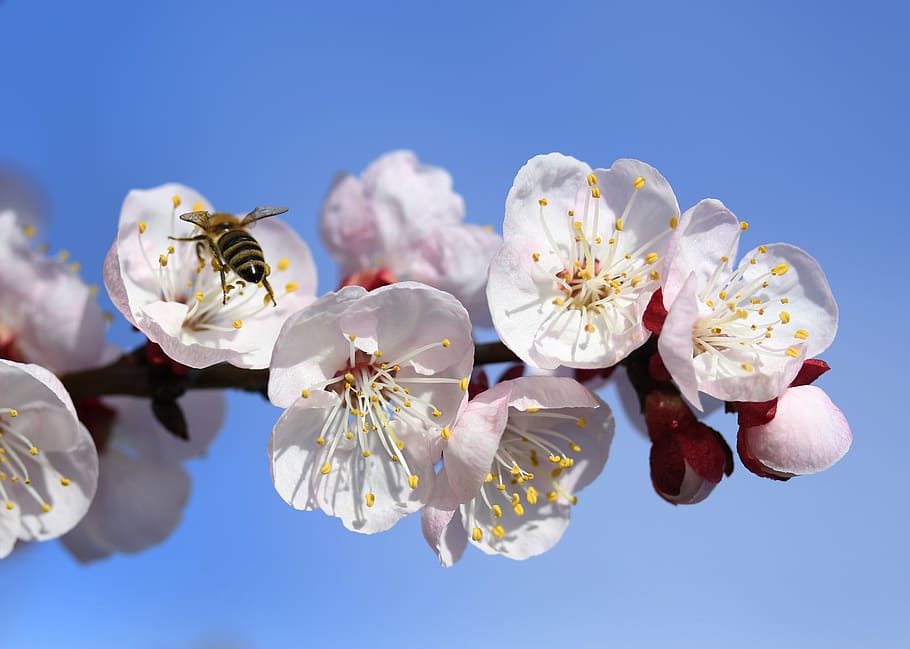 flowers, white, tree, casey, spring, nature, flowering plant HD wallpaper