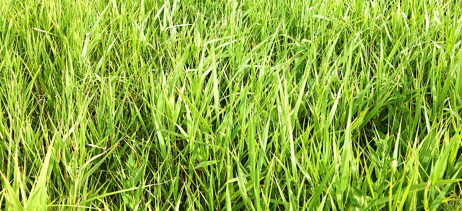 con2011, background, field, fresh, garden, grass, green, growth HD wallpaper
