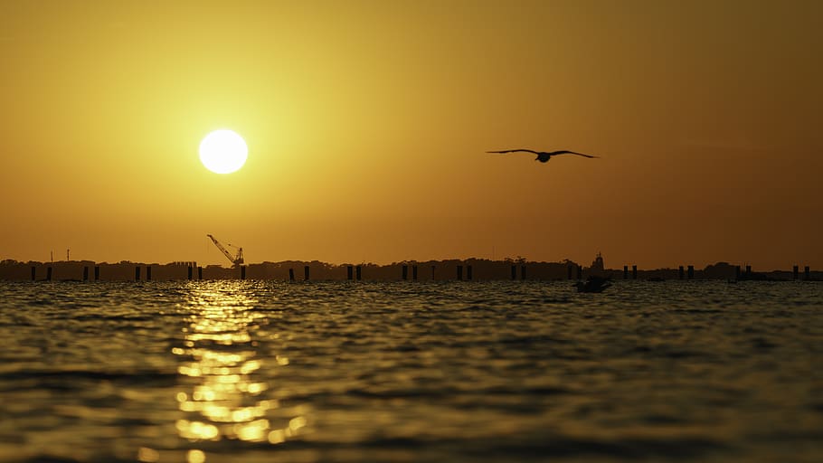 water, sunset, sky, animal themes, animal wildlife, bird, vertebrate HD wallpaper