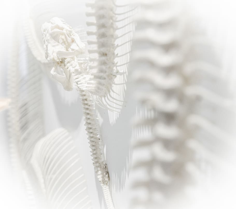 white skeleton system, no people, white color, indoors, textile HD wallpaper