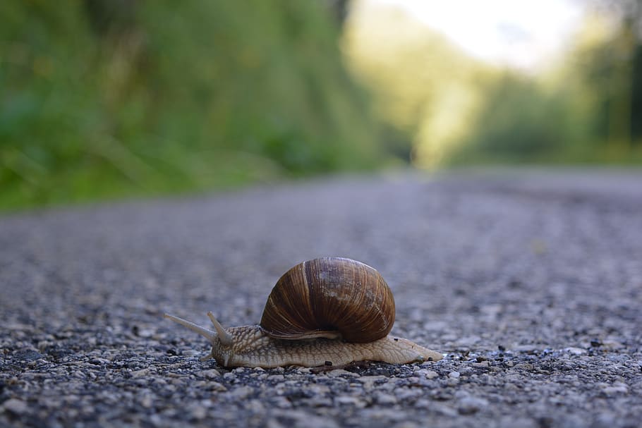 snail, crawl, slimy, shell, gastropod, slow, road, animal, animal themes HD wallpaper