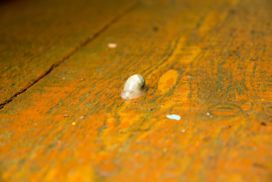 улитка, дерево, no people, selective focus, day HD wallpaper