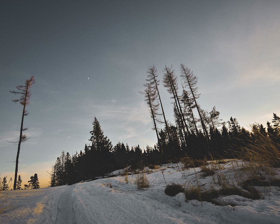 Photo of Bare trees and Snow, cold, dawn, evening, frost, frozen HD wallpaper