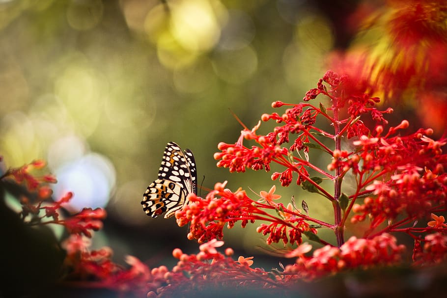 butterfly, red, macro, summer, flower, butterflies, fantasy HD wallpaper