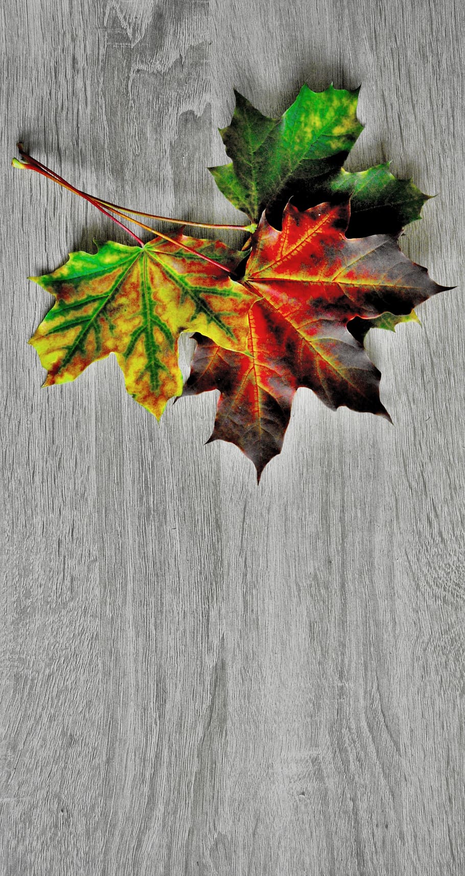 clone, foliage, colored, nature, autumn, leaves, plant part HD wallpaper