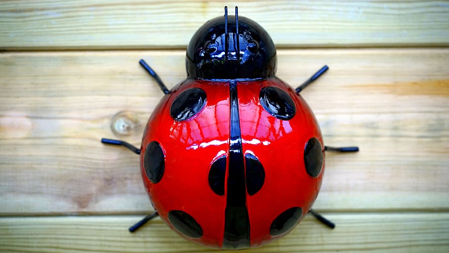 Ladybug Plastic Toy, black, color, desk, figurine, insect, red HD wallpaper