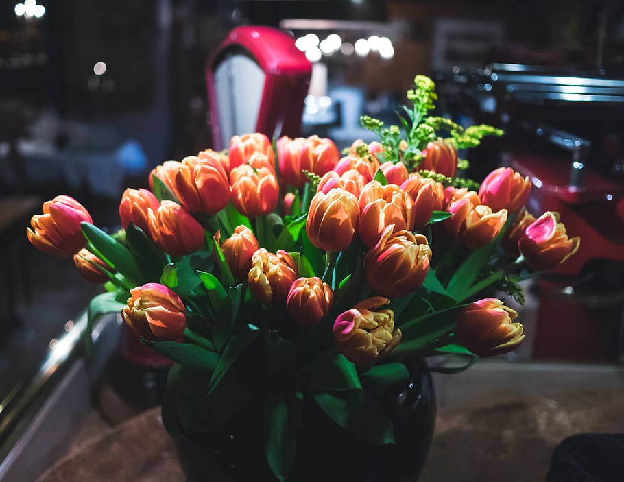 flowers, interior, bar, flowering plant, freshness, fragility HD wallpaper
