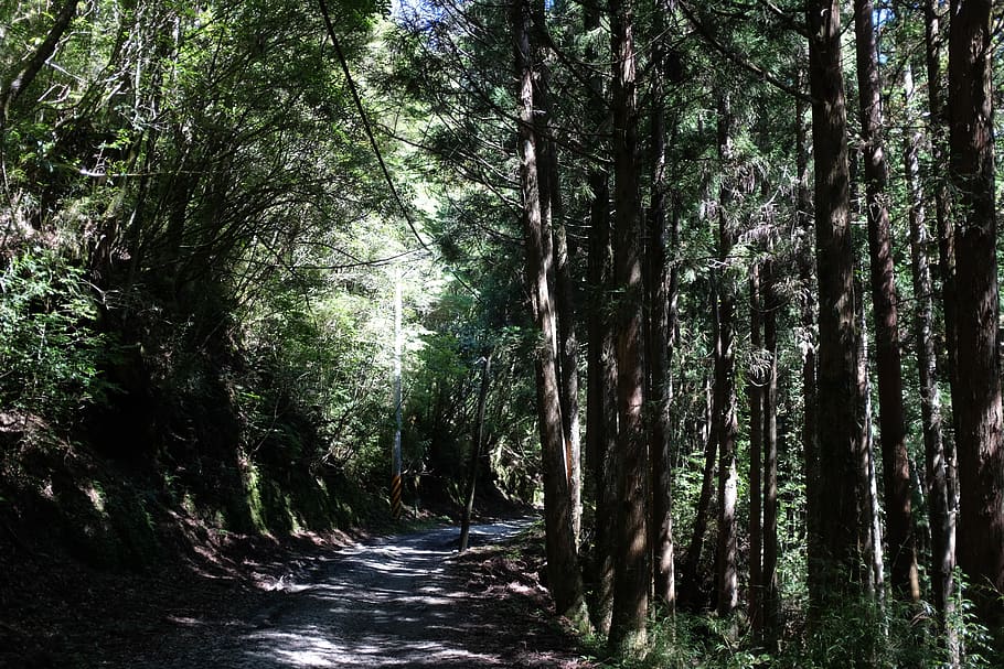 green leaf trees forest, vegetation, plant, outdoors, land, nature HD wallpaper