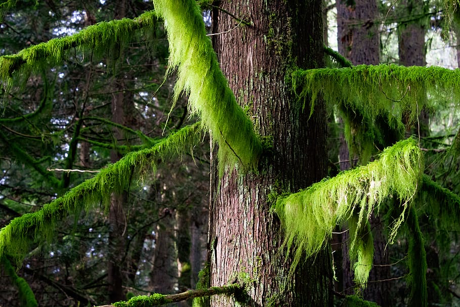 brown bark and moss branches, plant, tree, green color, growth HD wallpaper