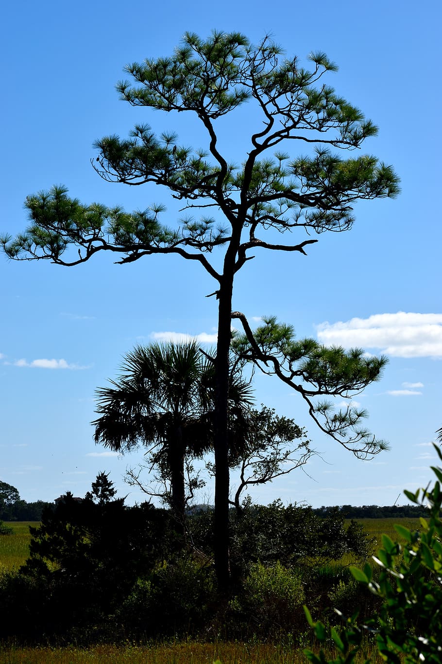 lone tree, swamp, marshland, st, augustine, florida, tropical HD wallpaper