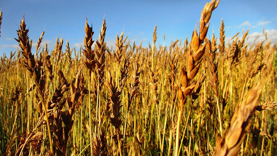 rye, wheat, kolos, spikes, sky, field, arable land, plowing HD wallpaper