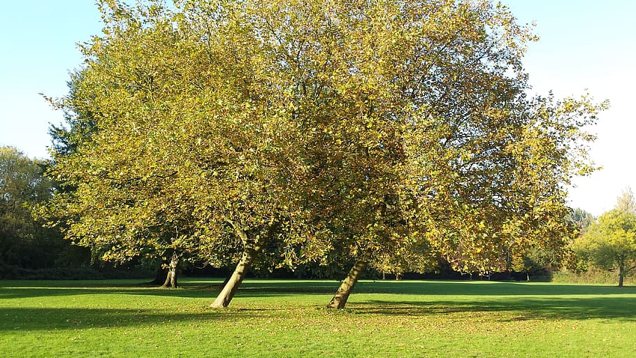 wrote, trees, grass, landscape, fields, plant, green color HD wallpaper