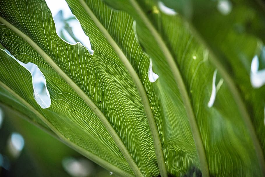 leaf, green color, plant part, growth, palm tree, beauty in nature HD wallpaper