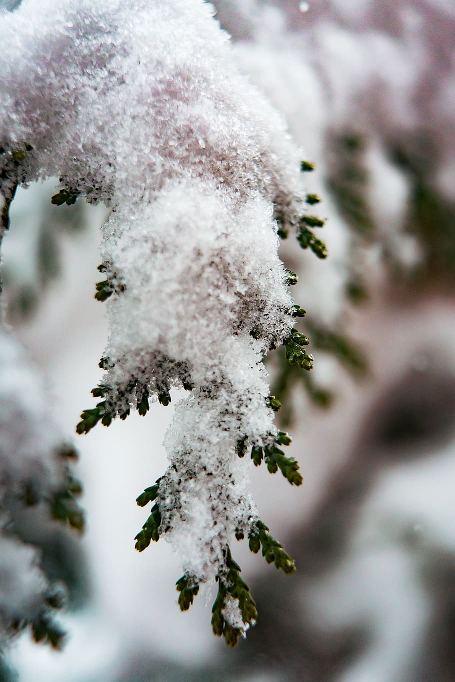 Selective Focus Photography of Snow-covered Tree, blur, branch HD wallpaper
