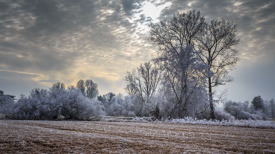 ice, cold, winter, frozen, frost, eiskristalle, landscape, hiking HD wallpaper