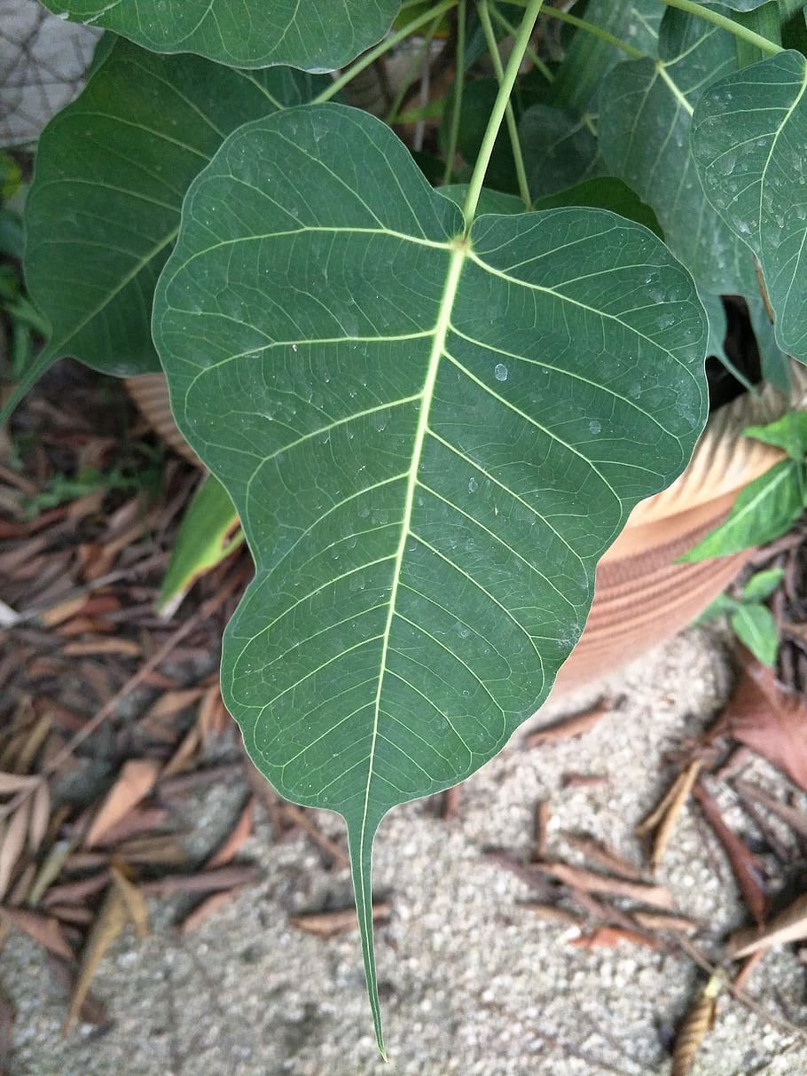 bodhi leaf, plant, green, green leaves, plant part, green color HD wallpaper