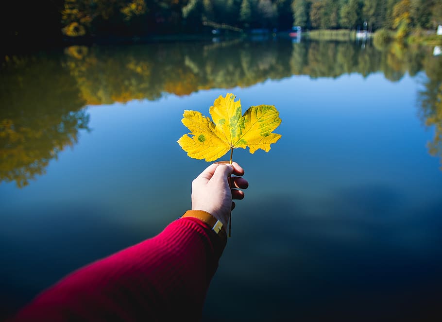 yellow maple leaf, poland, wodzislaw slaski, canoe, vessel, boat HD wallpaper