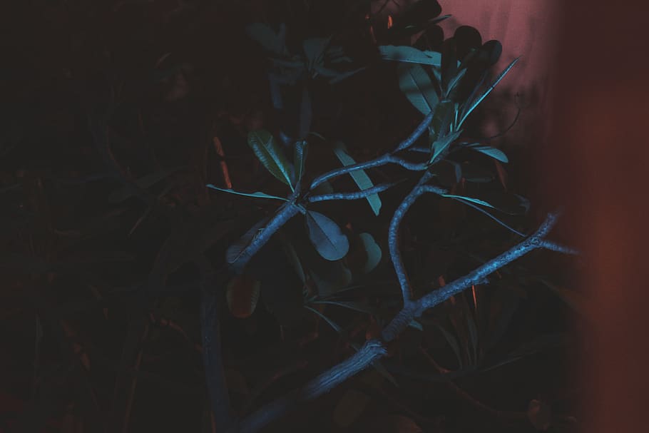 plant, night, no people, close-up, growth, nature, tree, selective focus HD wallpaper