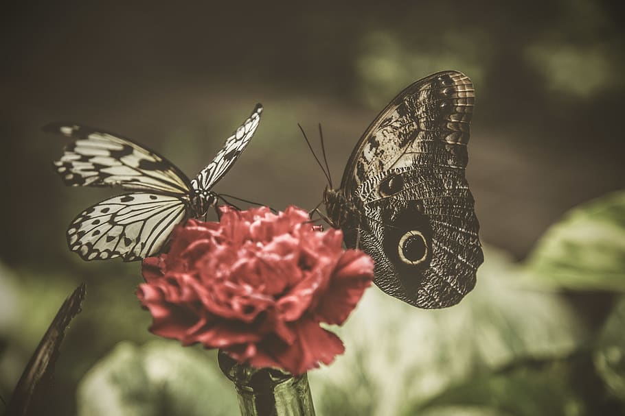 two black butterflies, insect, invertebrate, animal, butterfly HD wallpaper
